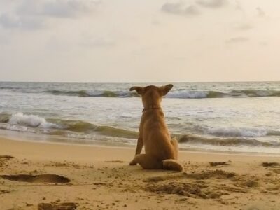 Pet Cremation Services Inc