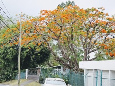 El Senorial Memorial Park and Funeral Home
