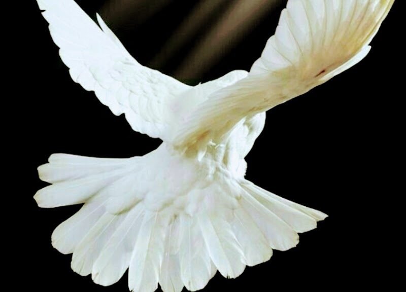 Ventura County White Dove Service