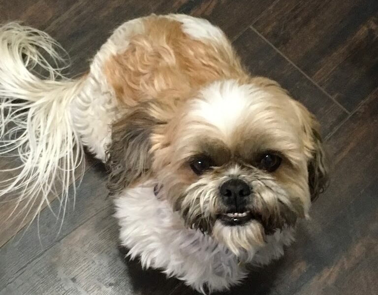 Lasting Paws Pet Memorial Services