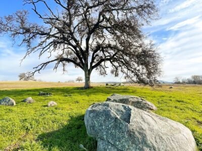 Morgan Oaks Eternal Preserve