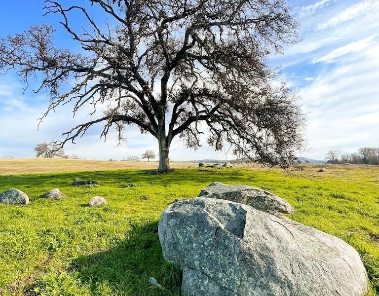 Morgan Oaks Eternal Preserve