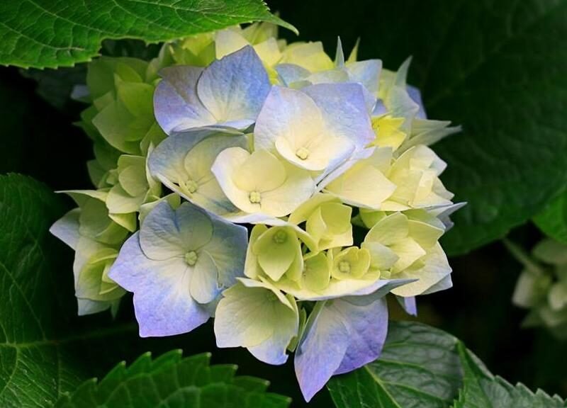 Wake Funeral and Cremation Services
