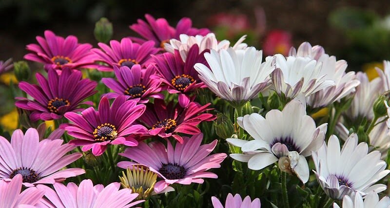 Jewish Direct Burial & Cremation Services