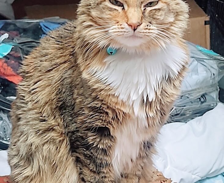 Lakey Animal Crematory