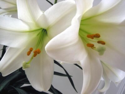 Everden Rust Funeral Services & Crematorium