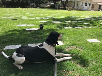 Sorrento Valley Pet Cemetery