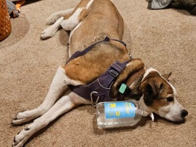 CodaPet - At Home Pet Euthanasia in Sacramento