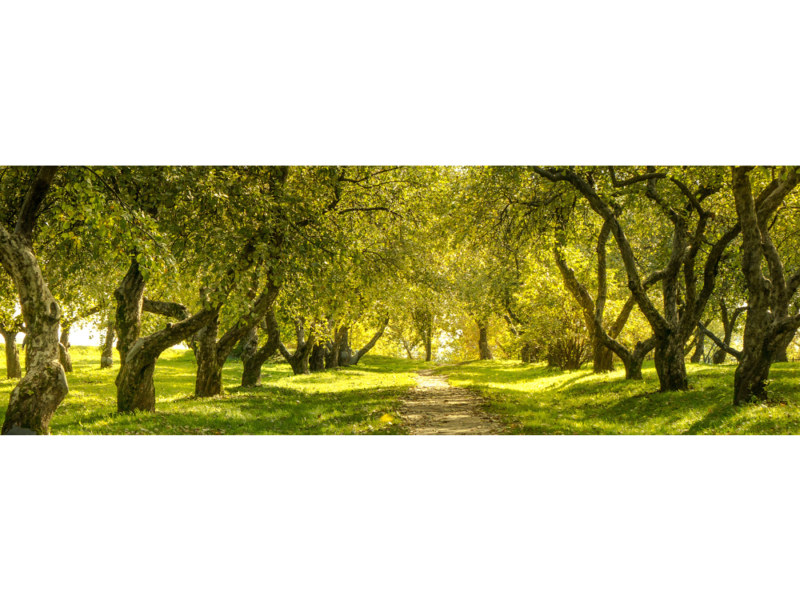 Jeff Monreal Funeral Home