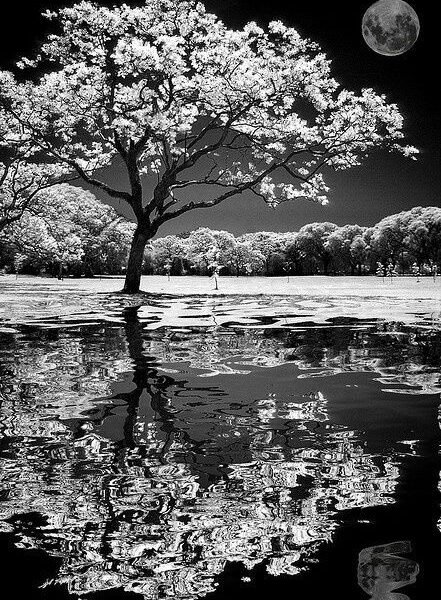 Reflections Memorial Services LLC