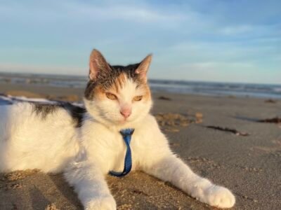 Entrusted Pets, Inc.