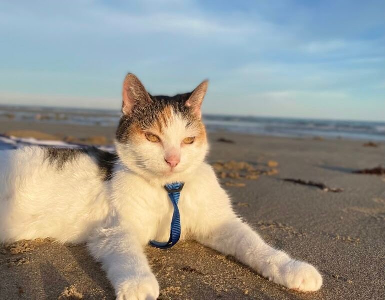 Entrusted Pets, Inc.