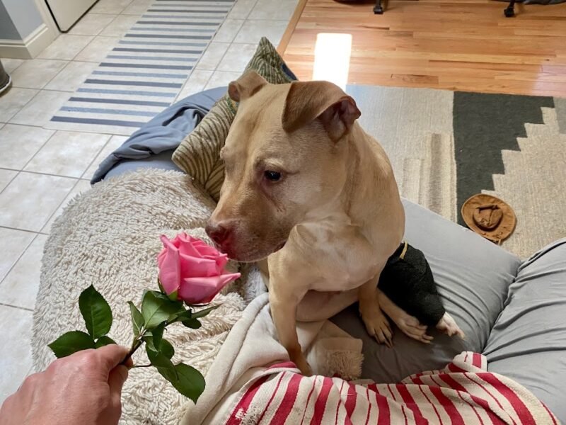 Lasting Paws Pet Memorial Services