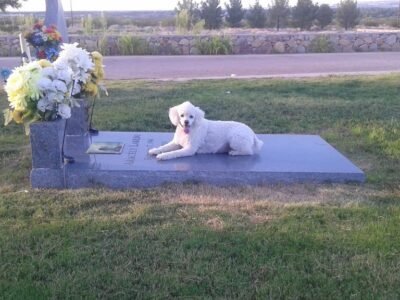 Memorial Pines Cemetery