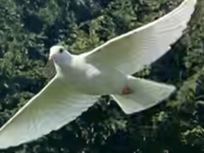 White Dove Release, J & L Wings of White