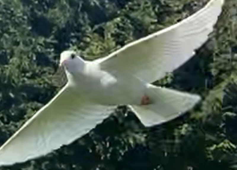 White Dove Release, J & L Wings of White