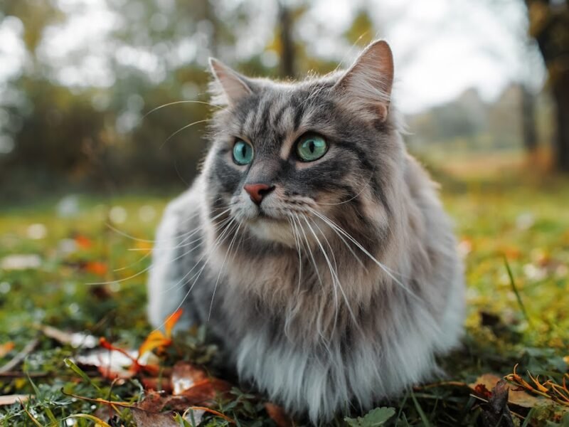 Heavenly Paws