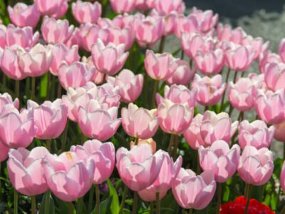 Tulip Cremation