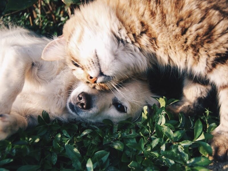 Pet Love Cremation & Memorial
