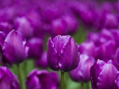 Cremation Society of Waukesha