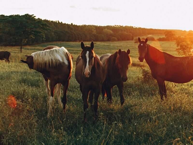 Pet Cremation Services - Equine