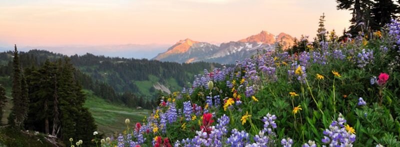 Cremation Society of Placer County