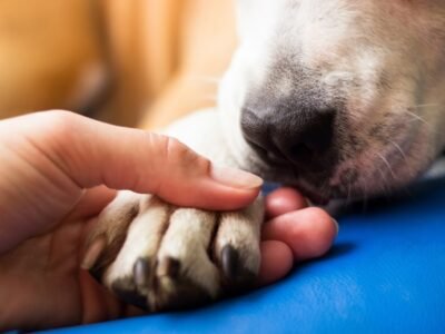 West Coast Pet Memorial Services - Lake Elsinore