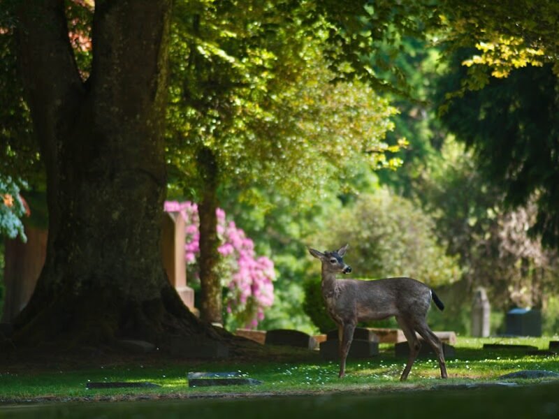 River View Cemetery