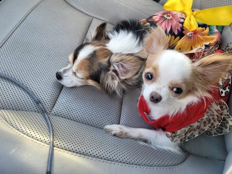 Peaceful Pets Cremation Service