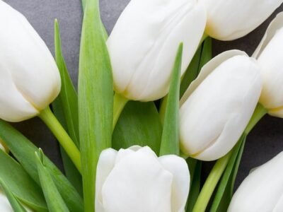 Tulip Cremation