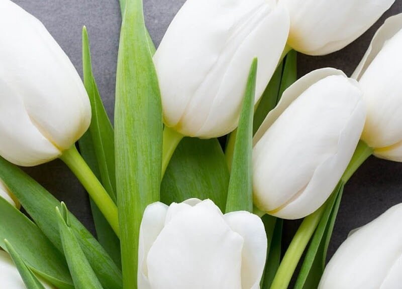 Tulip Cremation