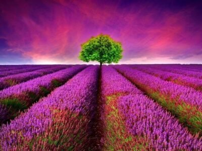 New Tradition Funeral Services