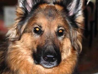 Faithful Companion Pet Cremation Services