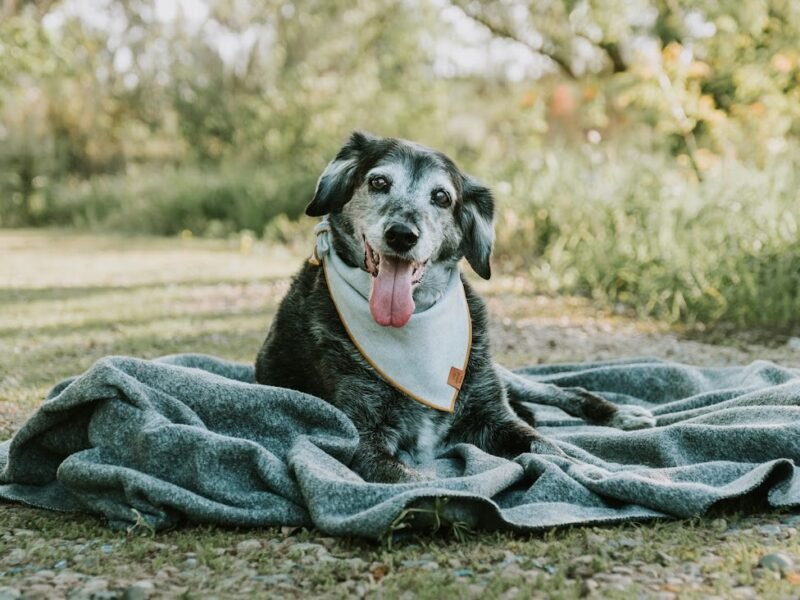 CodaPet - At Home Pet Euthanasia